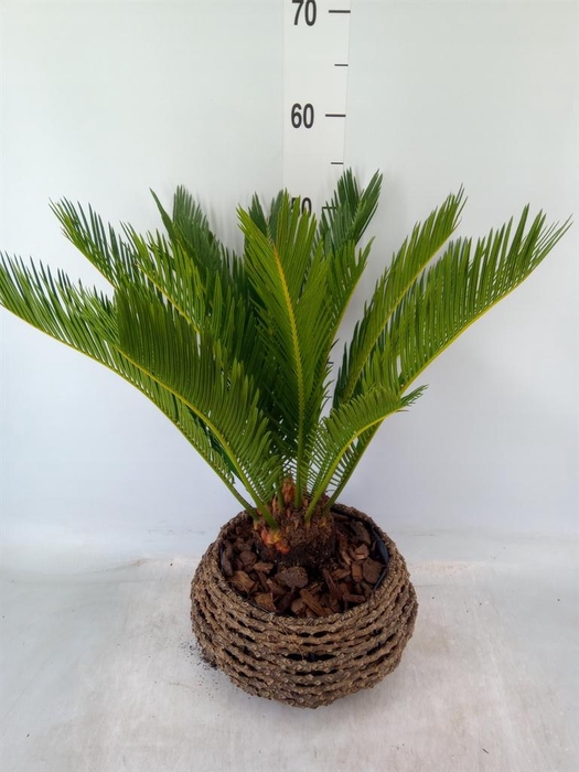 <h4>Cycas revoluta</h4>