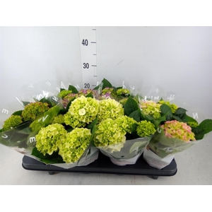 Hydrangea mac.   ...mix