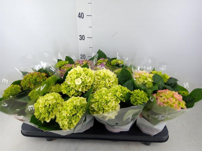 <h4>Hydrangea mac.   ...mix</h4>