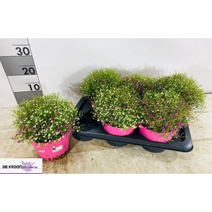 GYPS MURALIS GEM POT