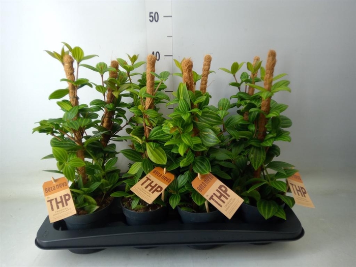 <h4>Peperomia angulata</h4>