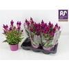 Cel Deep Purple