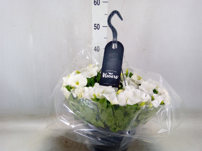 <h4>Petunia  'Surfinia'   ...</h4>