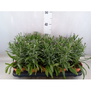 Centaurea   ...