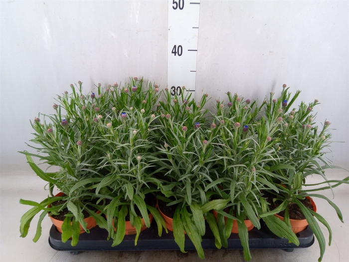 <h4>Centaurea   ...</h4>