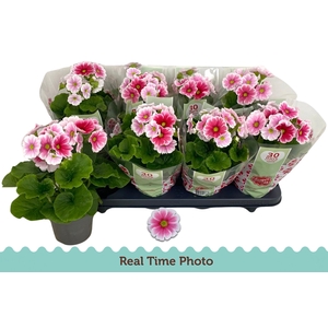 PRIM OB TM RED WHITE