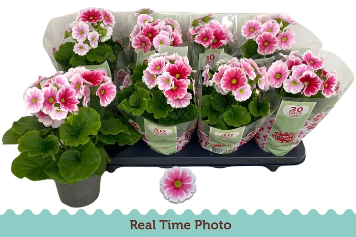 <h4>PRIM OB TM RED WHITE</h4>