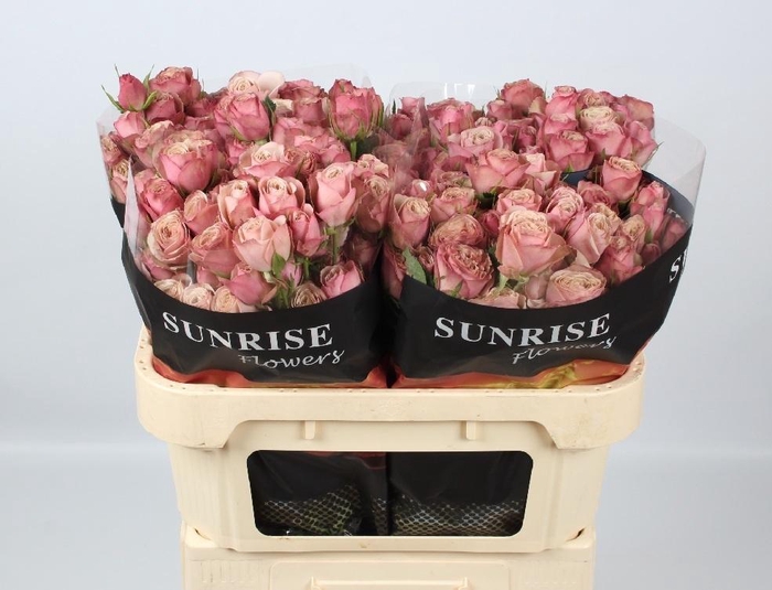 <h4>R TR DESTINI</h4>