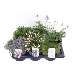 Vaste planten mix in tray