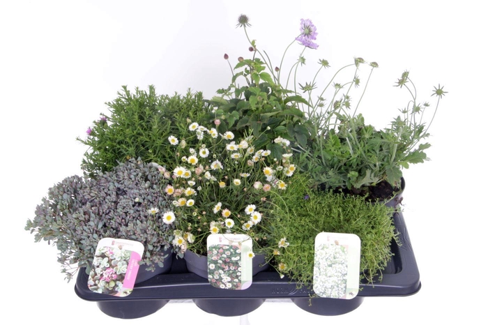 <h4>Vaste planten mix in tray</h4>