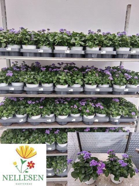<h4>Ageratum hous. Monarch Magic</h4>