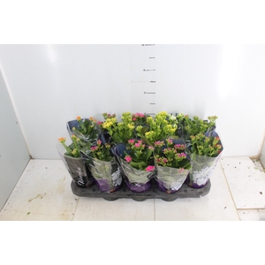 KALANCHOE P11