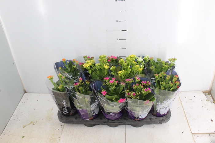 KALANCHOE P11