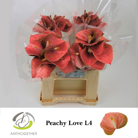 <h4>ANTH A PEACHY LOVE 40 L4</h4>