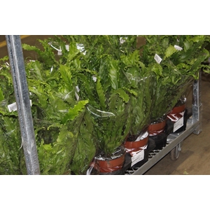 ASPLENIUM OSAKA CRESPO P17
