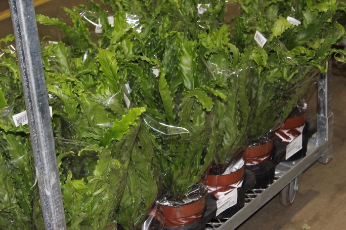 <h4>ASPLENIUM OSAKA CRESPO P17</h4>