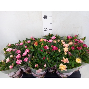 Rosa  'Victory'   ...mix