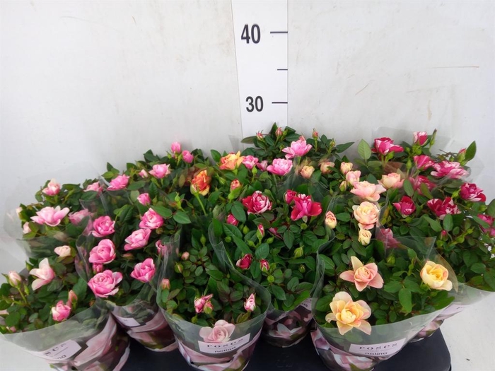 <h4>Rosa  'Victory'   ...mix</h4>
