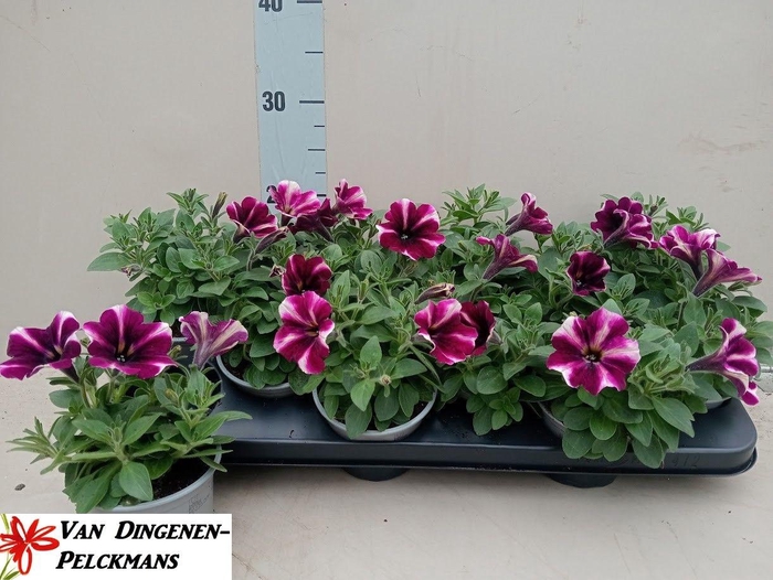 <h4>PET FAM LASER PINK</h4>