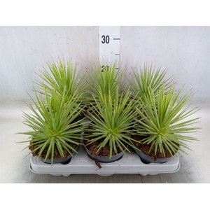 Agave stricta 'Nana'