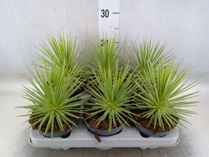 <h4>Agave stricta 'Nana'</h4>