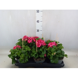 Pelargonium pelt.   ...