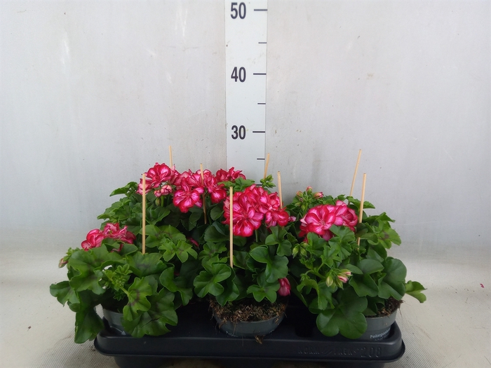 <h4>Pelargonium pelt.   ...</h4>