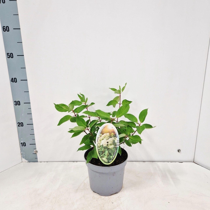 <h4>Hydrangea paniculata Grandiflora</h4>
