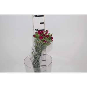 CRAVO SPRAY VEGA 050 CM