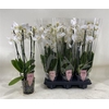 Phal An Inverness