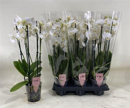 Phal An Inverness
