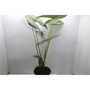 ALOCASIA PRINCEPS P24