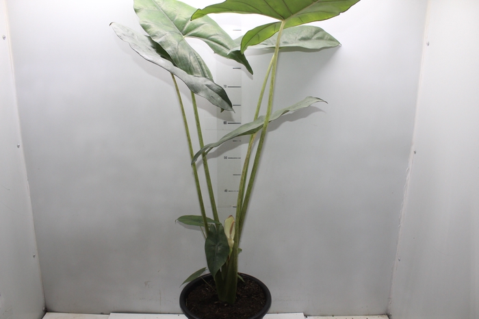 <h4>ALOCASIA PRINCEPS P24</h4>
