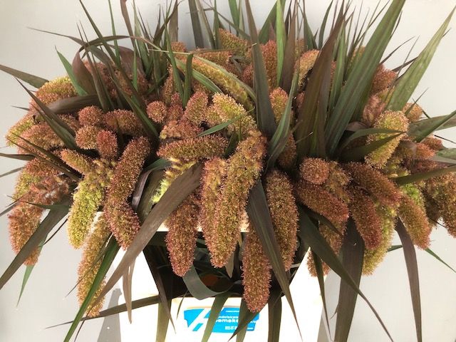 <h4>SETARIA IT RED JEWEL</h4>