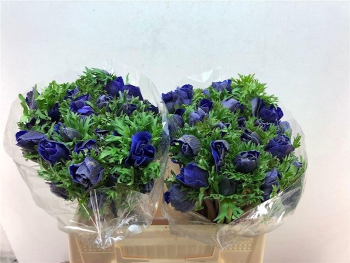 <h4>Anem Co Galil Blauw</h4>