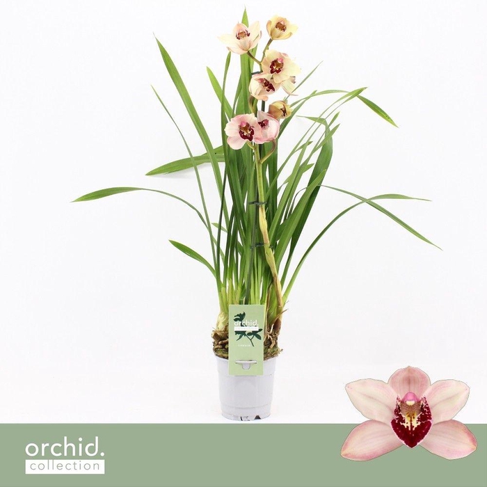<h4>Cymbidium, Dwarf Pink 1-spike 'Orchid Collection'</h4>