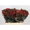 Hypericum True Romance