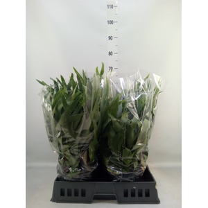 Platycerium bifurc.