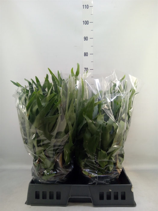 <h4>Platycerium bifurc.</h4>