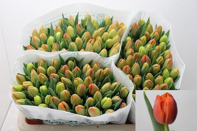 <h4>TU DU ICOON</h4>