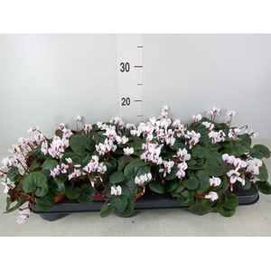 Cyclamen coum