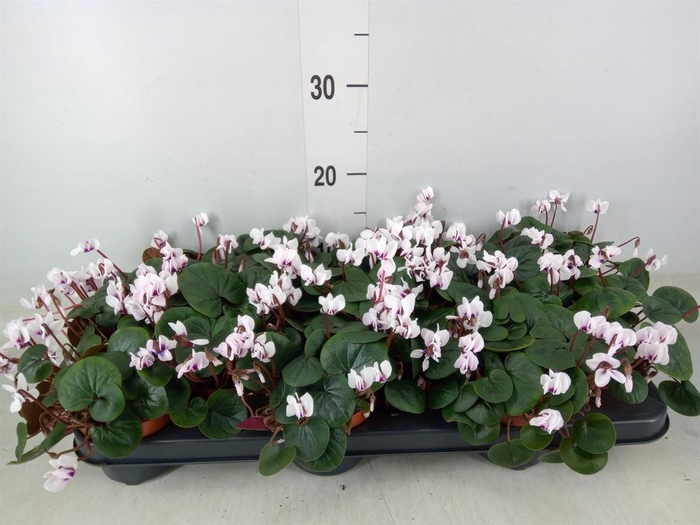 <h4>Cyclamen coum</h4>