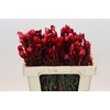 Kaaps Groen Phaenocoma Red