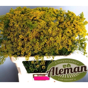 Anethum Graveolens Teunis Aleman