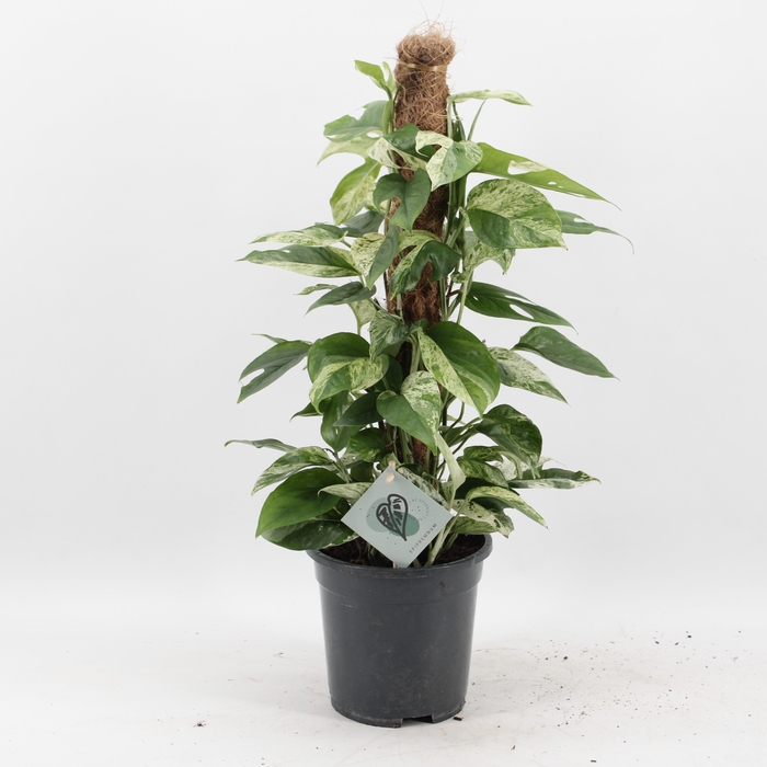 <h4>Epipremnum Pinnatum Marble Variegata mosstok</h4>