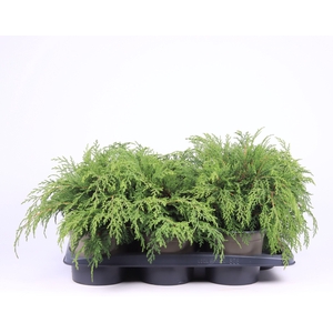 Microbiota Decussata