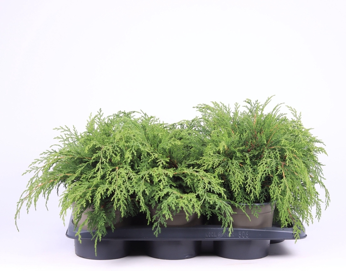 <h4>Microbiota Decussata</h4>