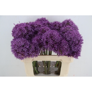 ALLIUM GLOBEMASTER