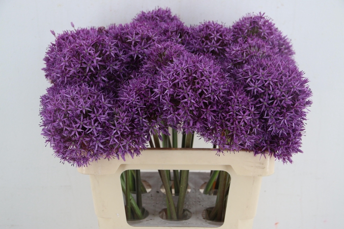 <h4>ALLIUM GLOBEMASTER</h4>