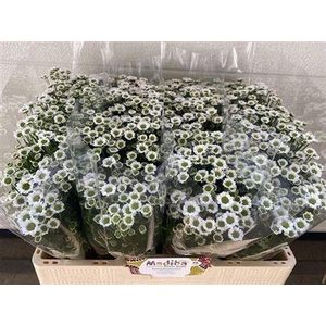 Chr S Mad Lindi Whit